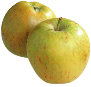 Cox Orange Apfel