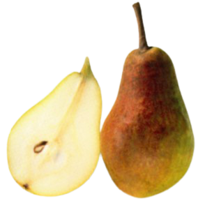 Clapps Liebling Birne